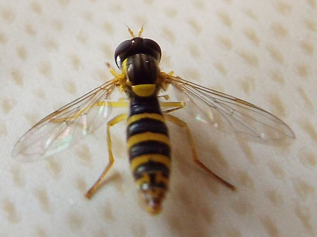 Sphaerophoria sp. femmina (Syrphidae)